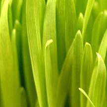 自动攻击网站工具下载