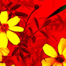 cc攻击免费网页版